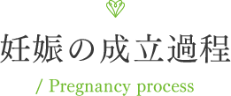 妊娠の成立過程/ Pregnancy process
