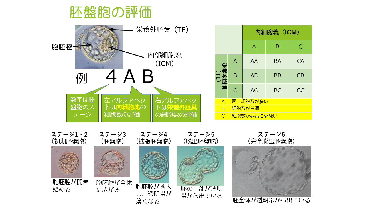 初期胚の評価