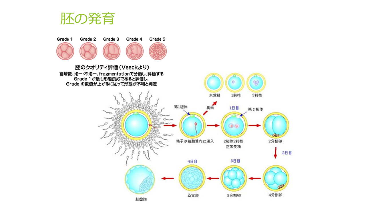 胚の発育