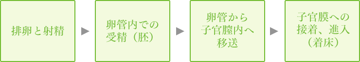 排卵と射精 卵管内での 受精（胚）卵管から 子官膣内へ 移送 子官膜への 接着、進入 （着床）