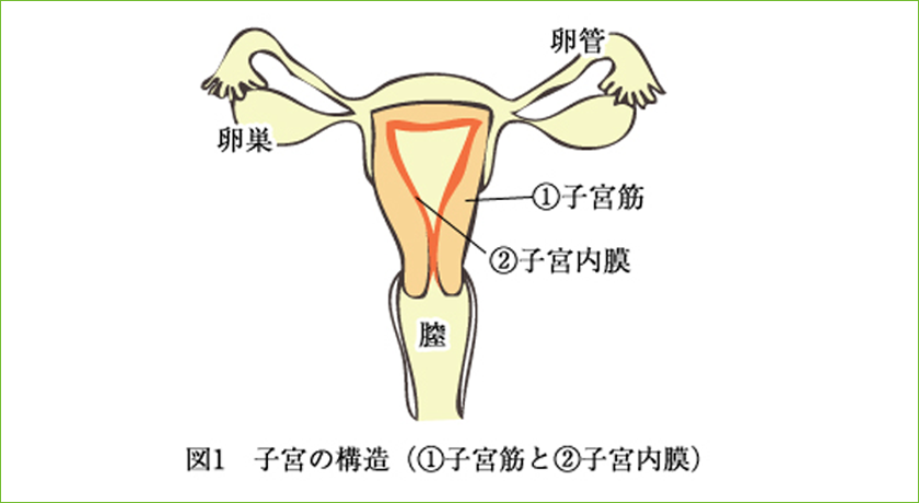 排卵痛 月経痛と子宮内膜症 女性特有のお腹の痛みについて