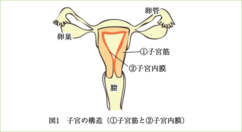 排卵