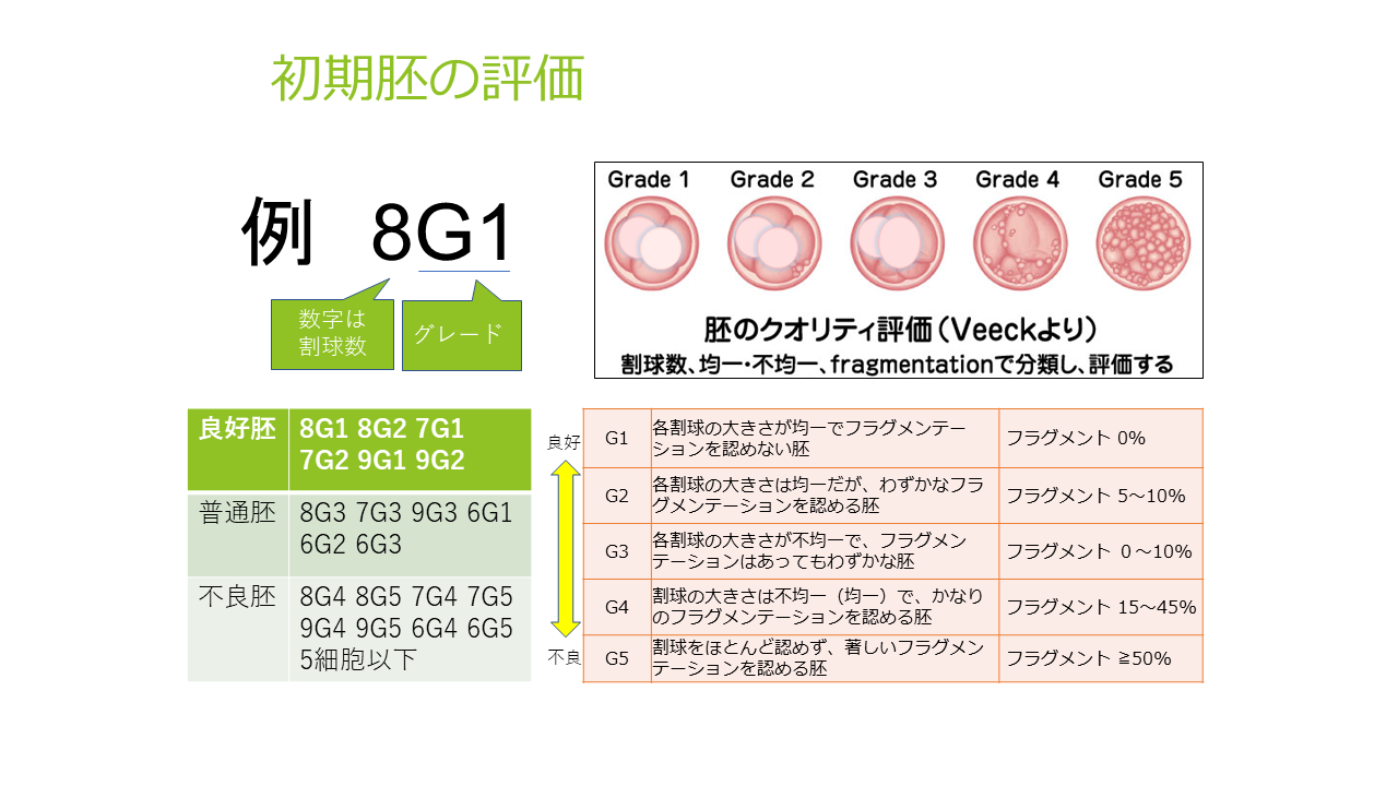 初期胚の評価