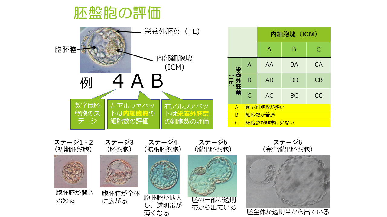 胚盤胞の評価