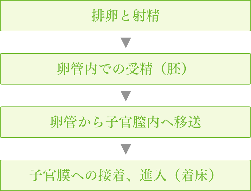 排卵と射精 卵管内での 受精（胚）卵管から 子官膣内へ 移送 子官膜への 接着、進入 （着床）