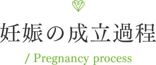 妊娠の成立過程 / Pregnancy process