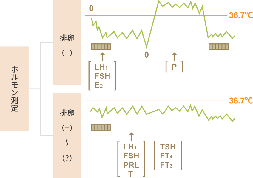 ホルモン測定の内容とタイミング